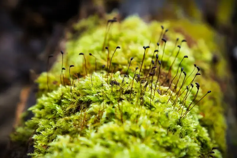 bright-green-moss-tree-trunk-37451556.jpg