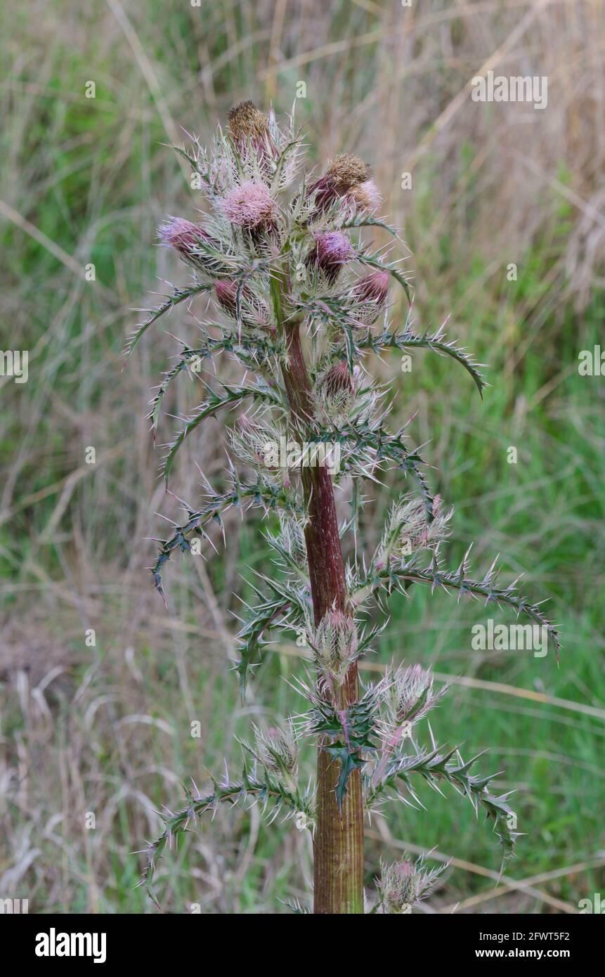 bristle-thistle-cirsium-horridulum-2FWT5F2.jpg