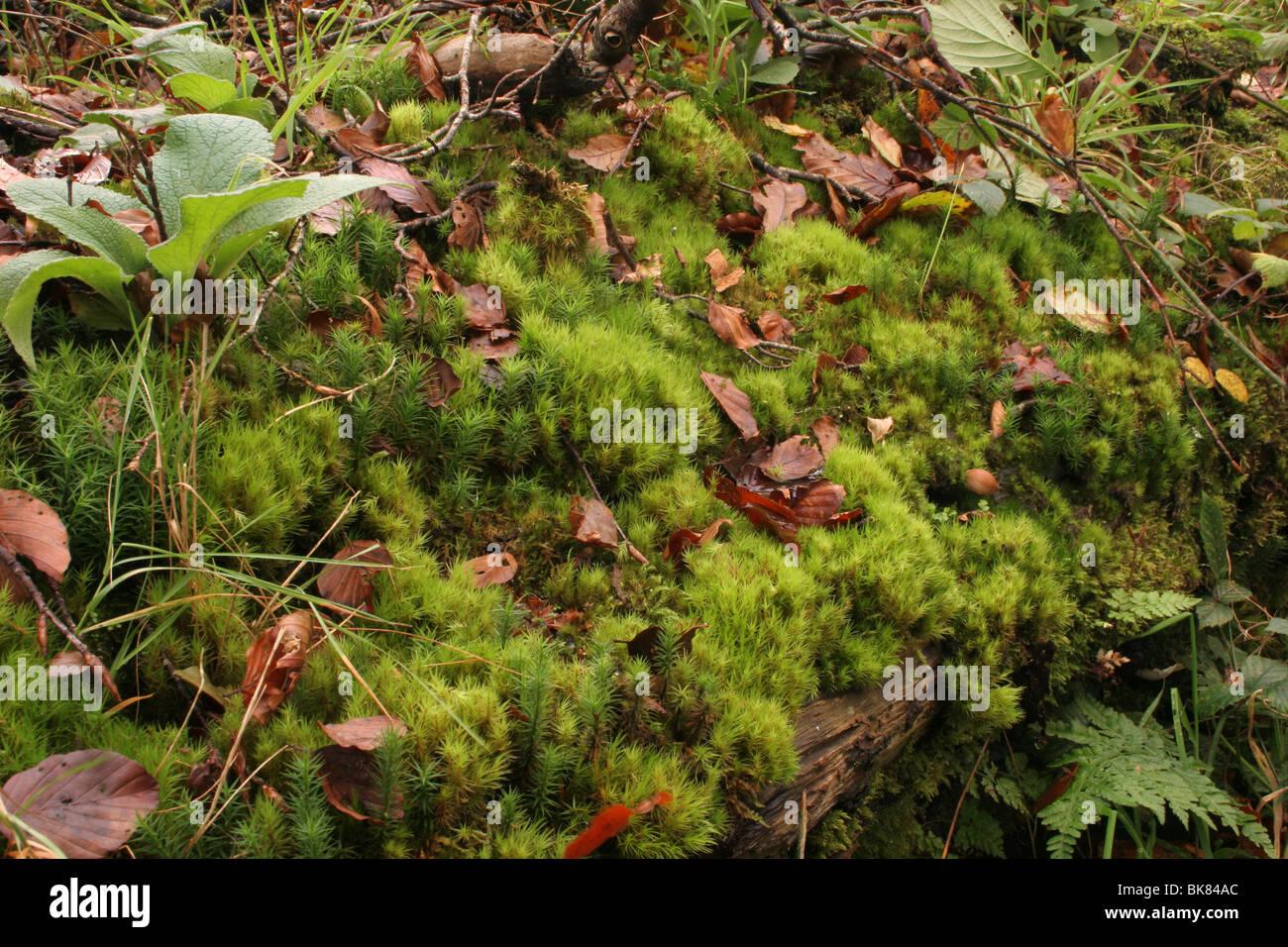 broom-fork-moss-dicranum-scoparium-a-bryophyte-moss-on-an-old-rotten-BK84AC.jpg