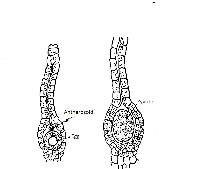 bryophyta_1.png