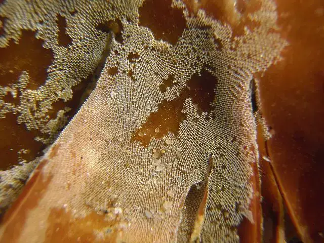 bryozoan_membranipora_membranacea_encrusting_sea_mat_17-05-10_1.jpg