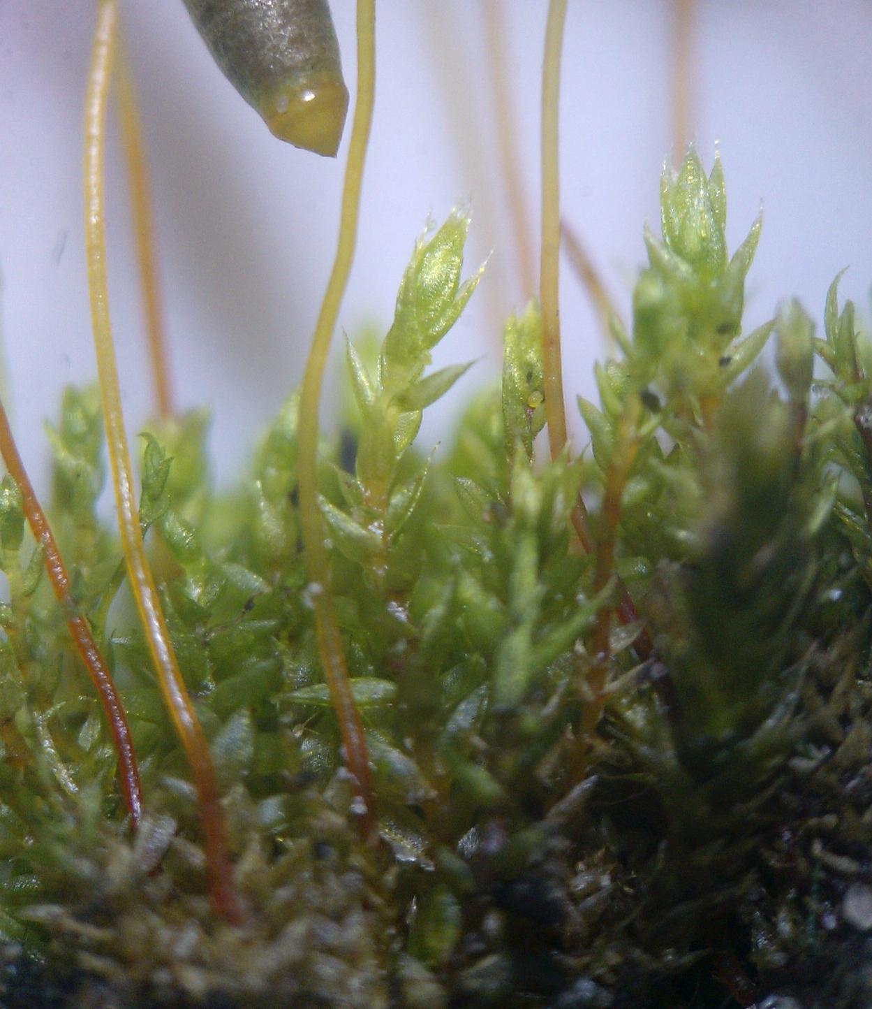 bryum-010144.jpg