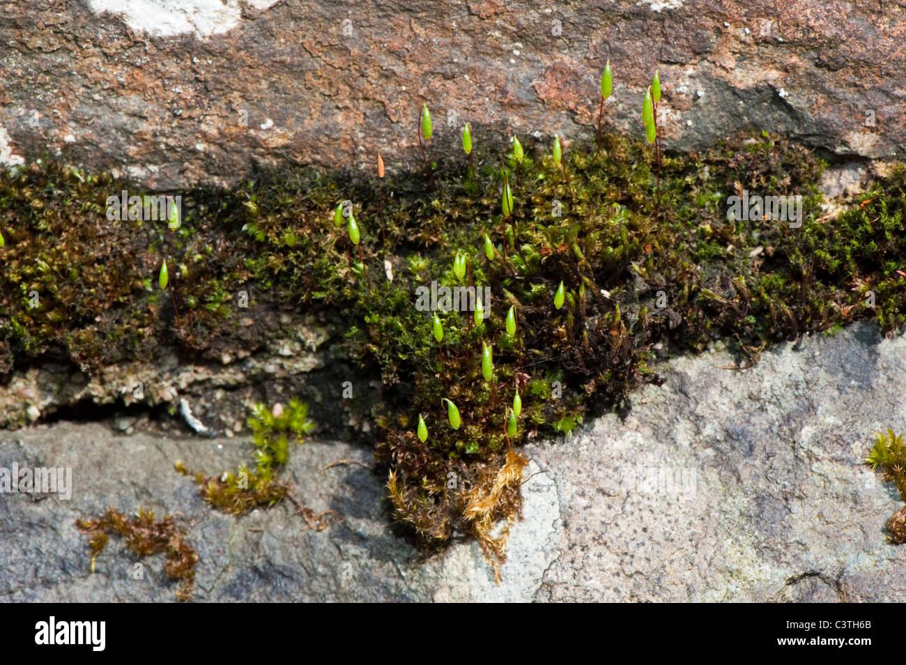 bryum-capillare-moss-and-seed-head-on-rocks-in-shady-woodland-C3TH6B.jpg