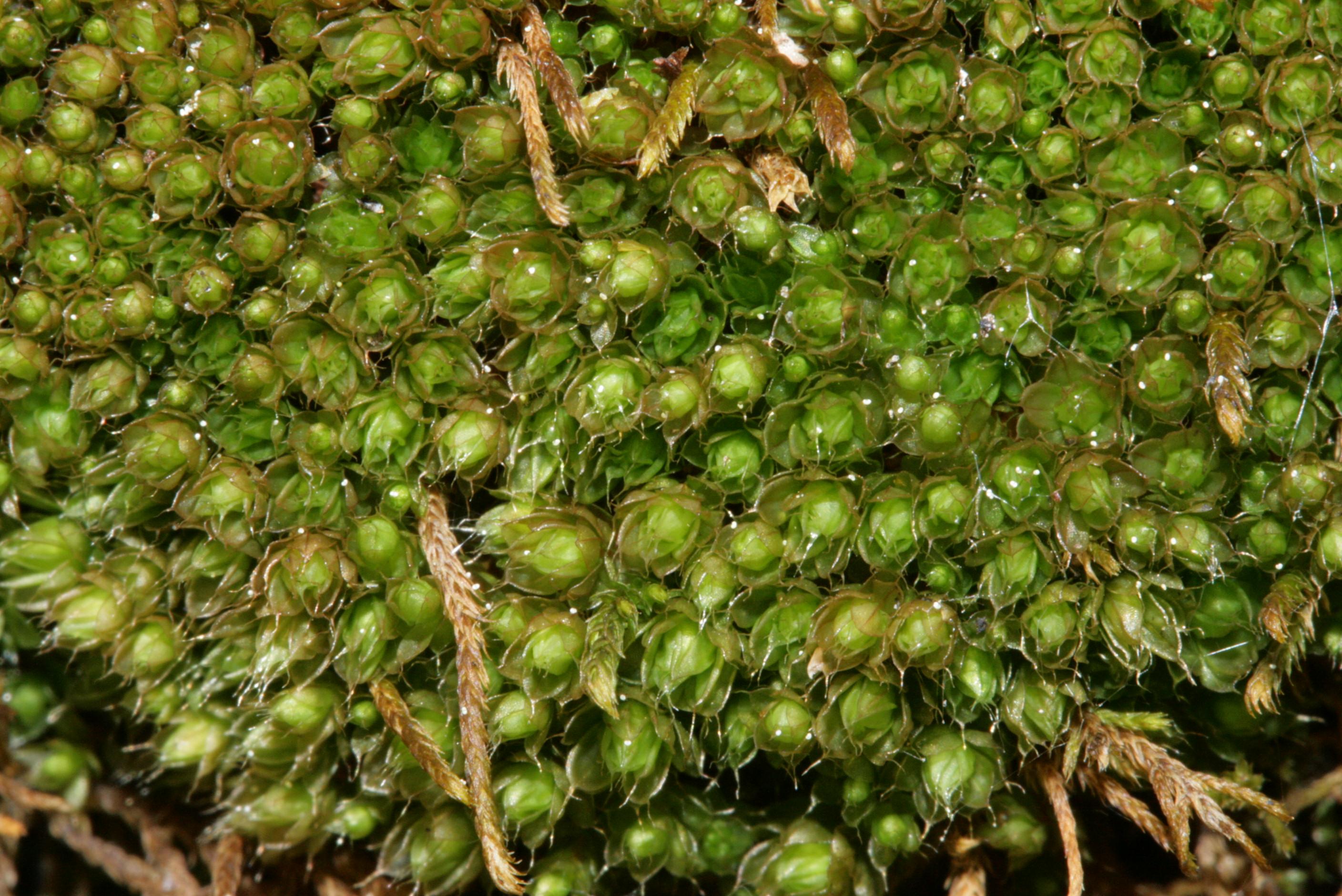 bryum-elegans.jpg