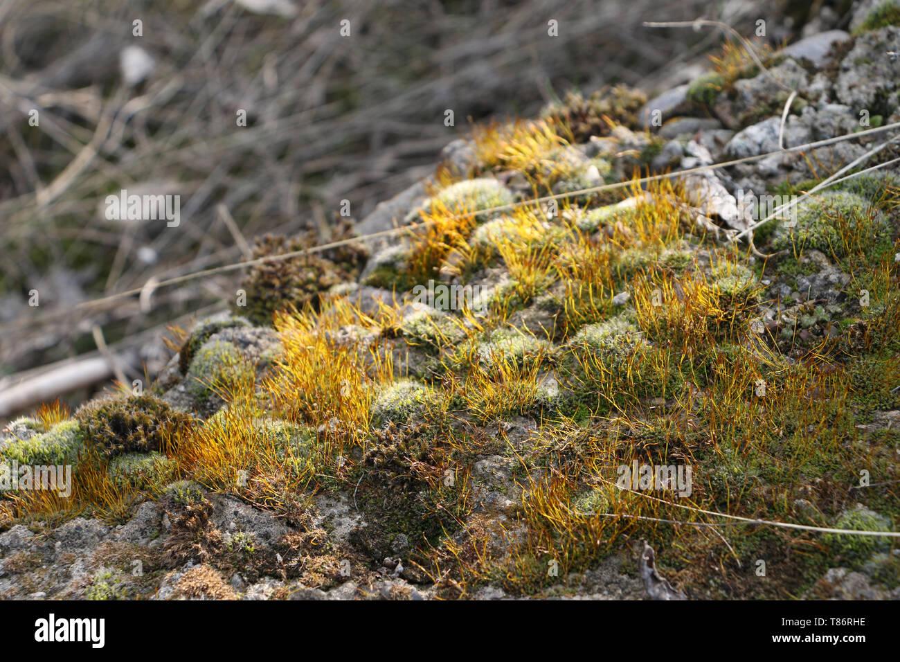 bryum-on-stone-in-metu-forest-ankara-turkey-T86RHE.jpg