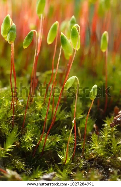 bryum-pohlia-moss-nutans-on-600w-1027284991.jpg