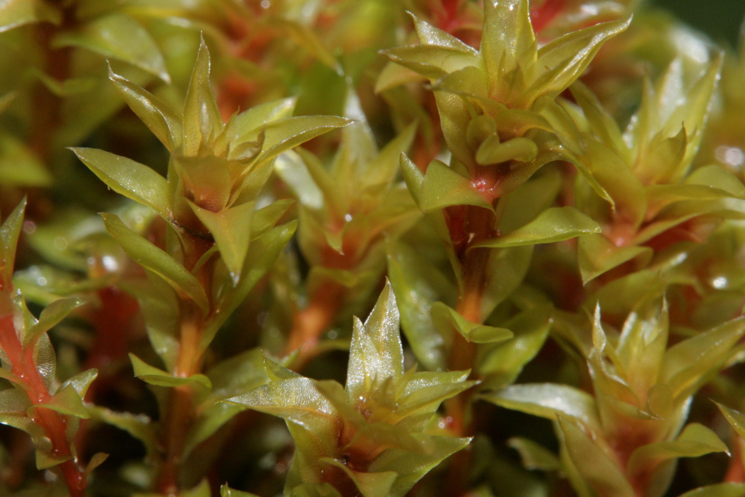 bryum-weigelii.jpg