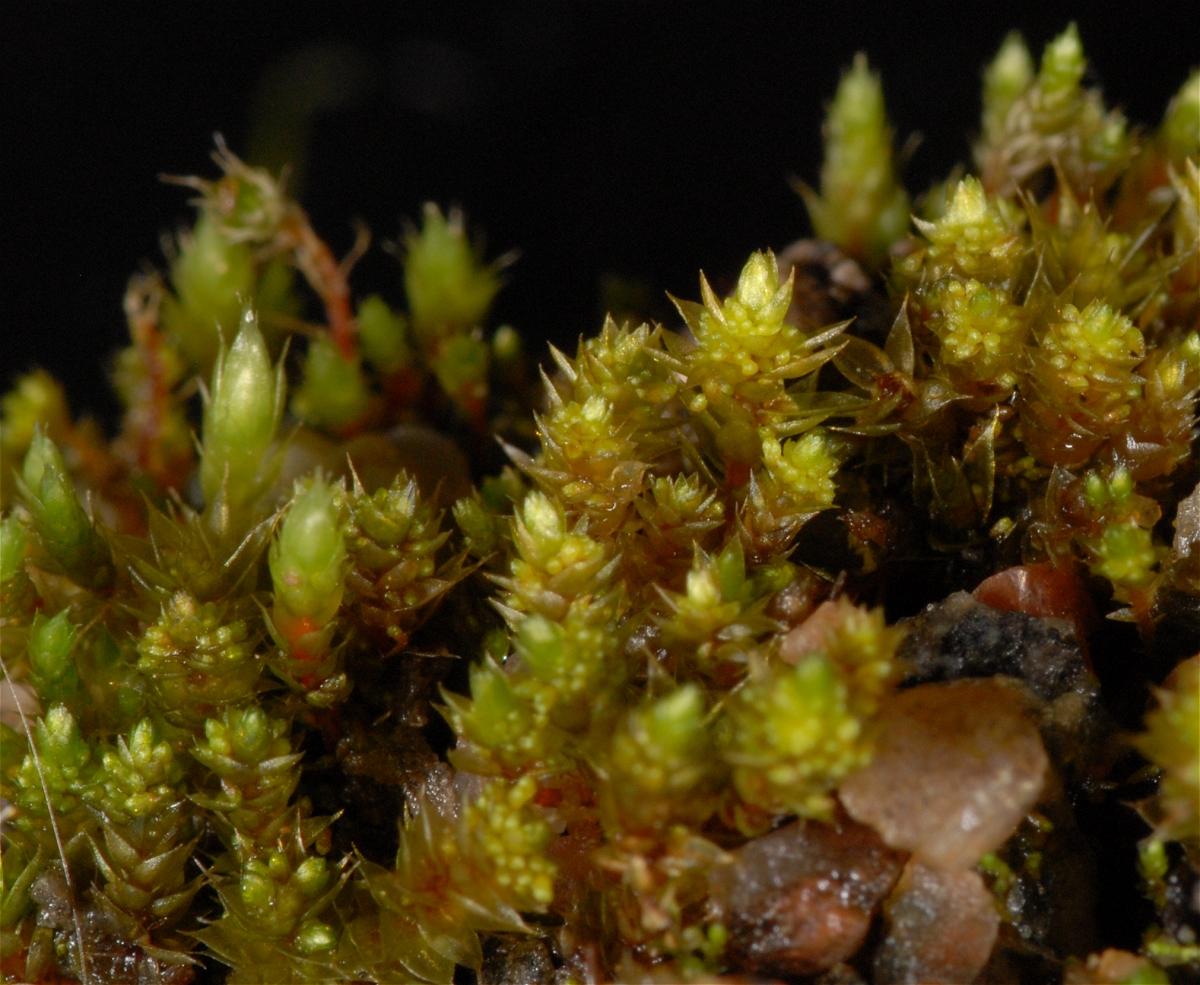 bryum_purpurascens.jpg