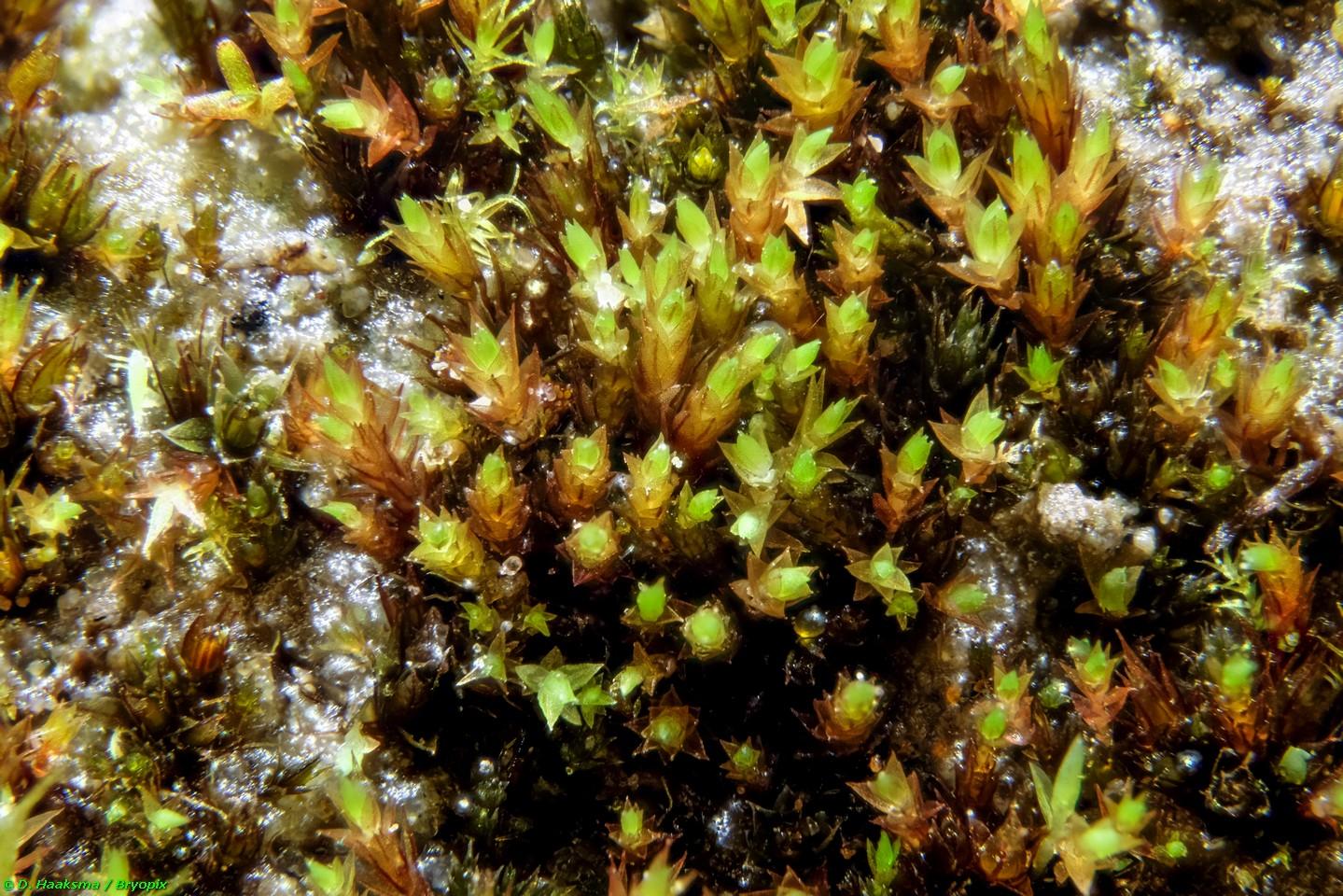 bryum_tenuisetum.jpg