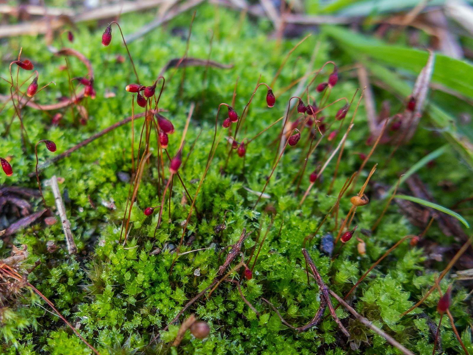 bryum_turbinatum.jpeg