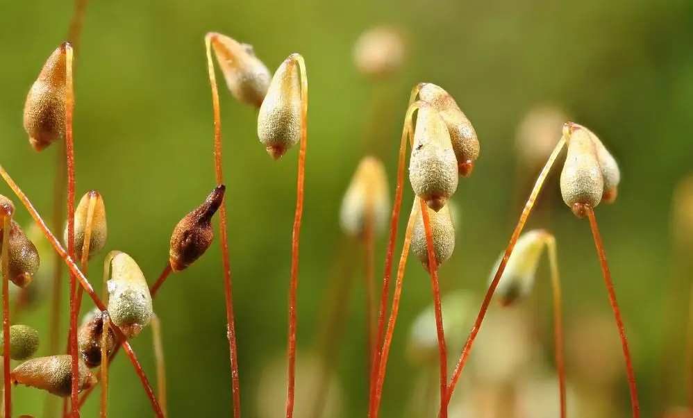 bryum_warneum.jpg