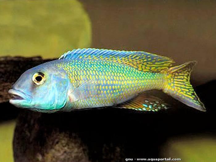 buccochromis-lepturus.jpg