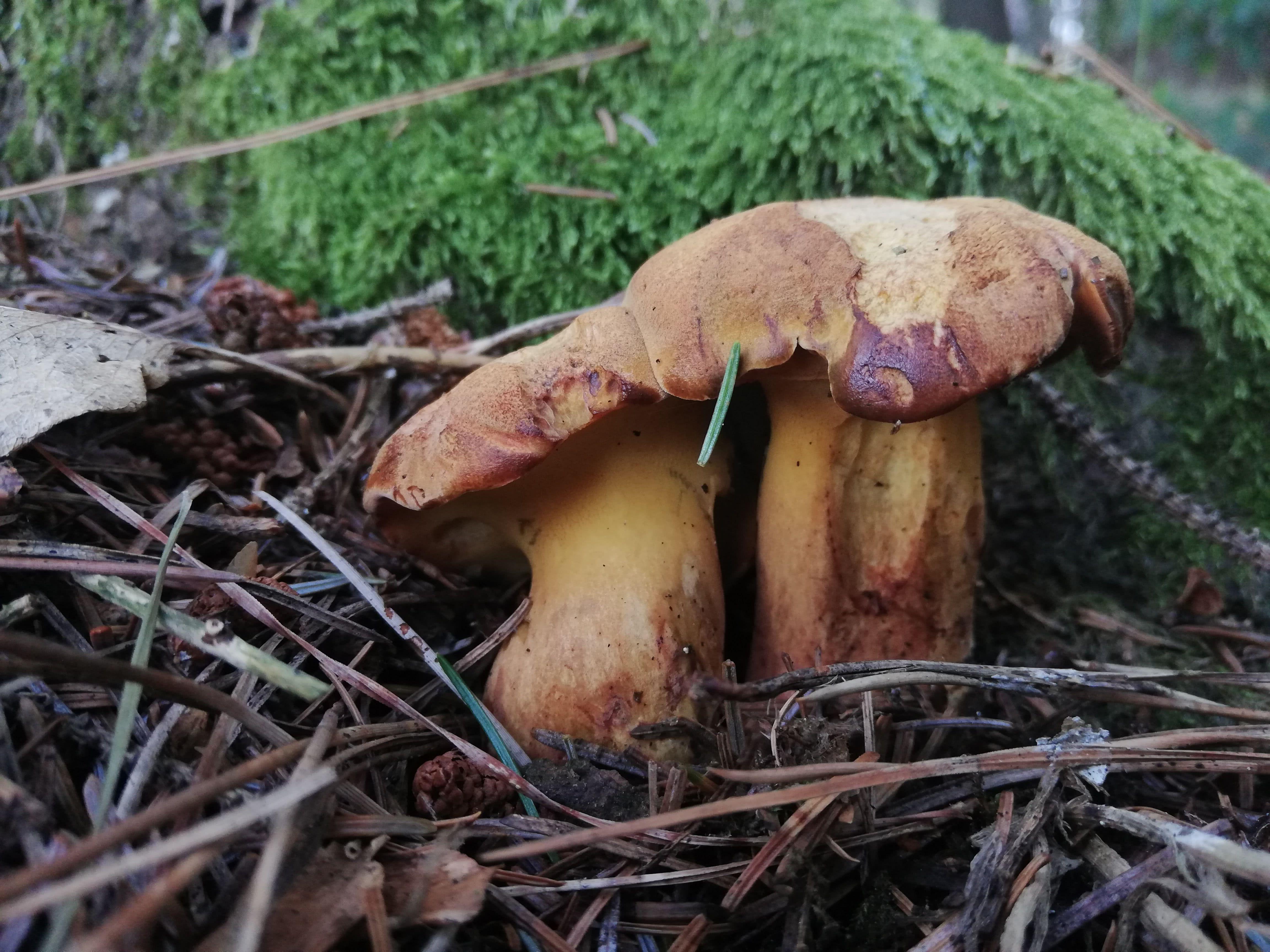 buchwaldoboletus-lignicola-3.jpg