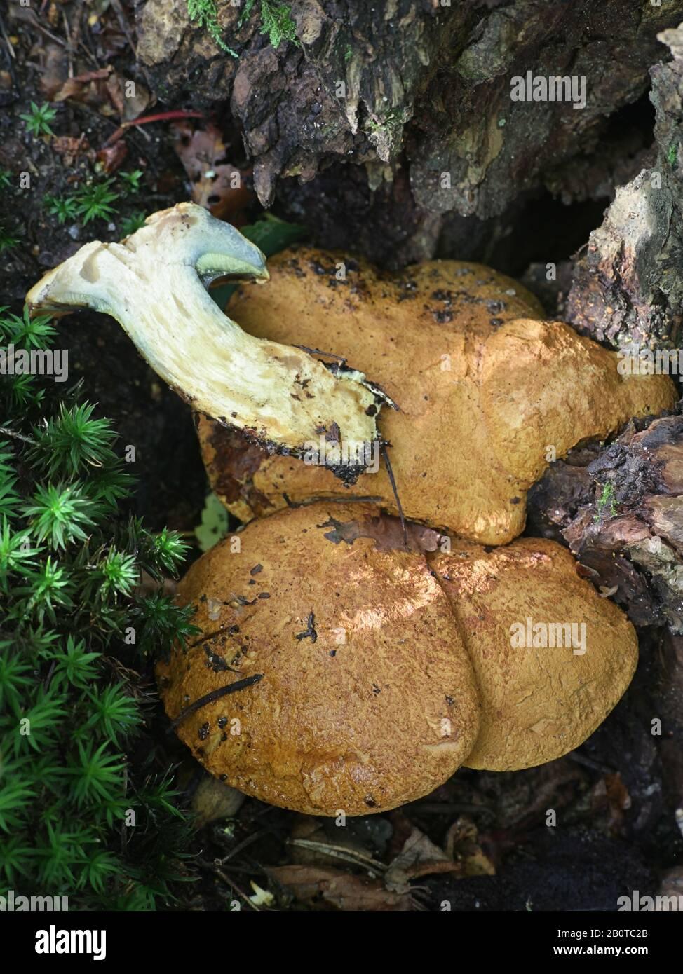 buchwaldoboletus-lignicola-known-as-the-wood-bolete-wild-mushroom-from-finland-2B0TC2B.jpg