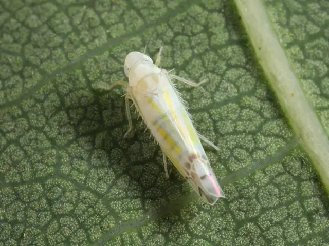 bug_leafhopper_ribautiana_tenerrima_27-07-13_1.jpg