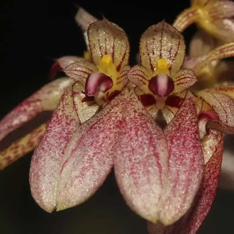 bulbophyllum-andersonii.jpg