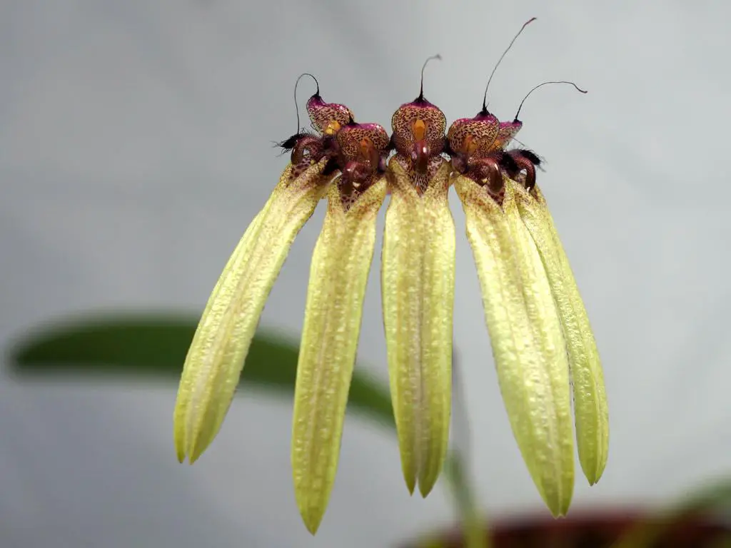 bulbophyllum_longifolium3_popup.jpg