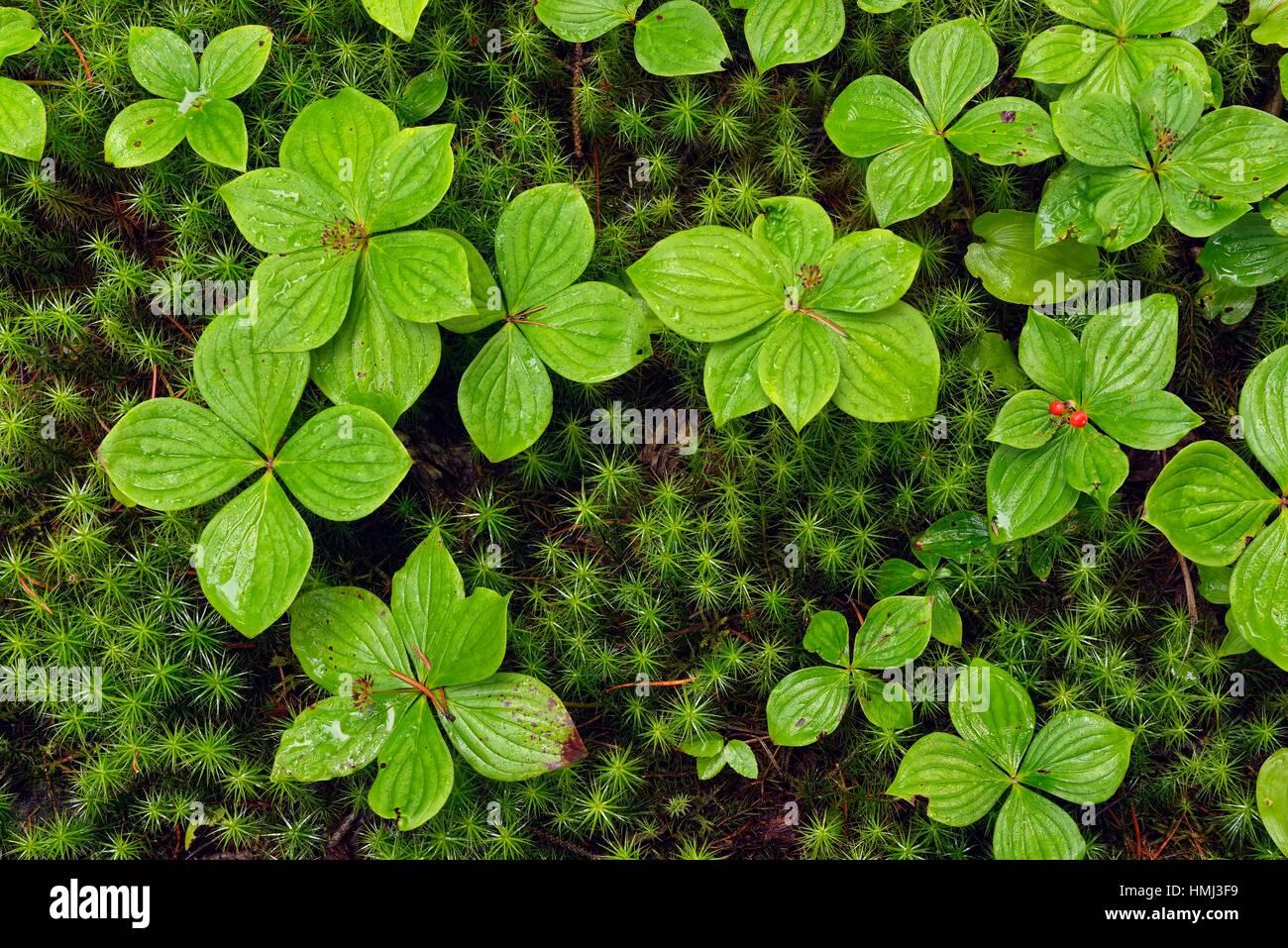 bunchberry-cornus-canadensis-leaves-in-a-bed-of-moss-halfway-lake-HMJ3F9.jpg