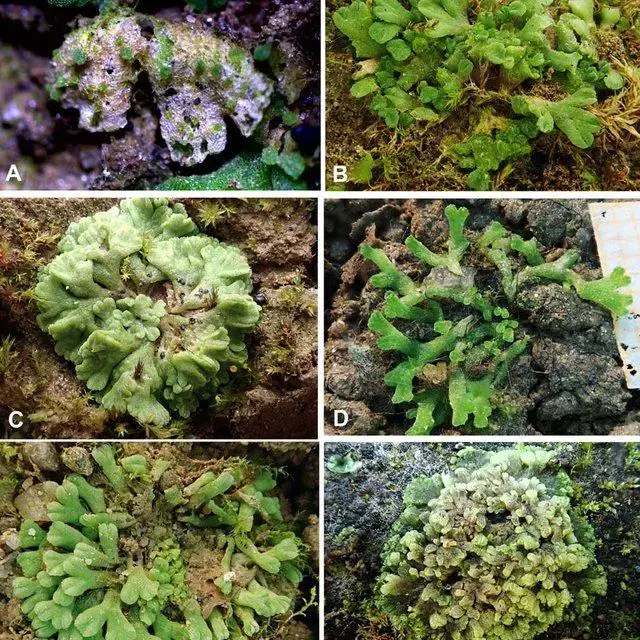 Different-pictures-of-Riccia-rosettes-from-natural-habitats-with-young-sprouts-in-the_Q640.jpg