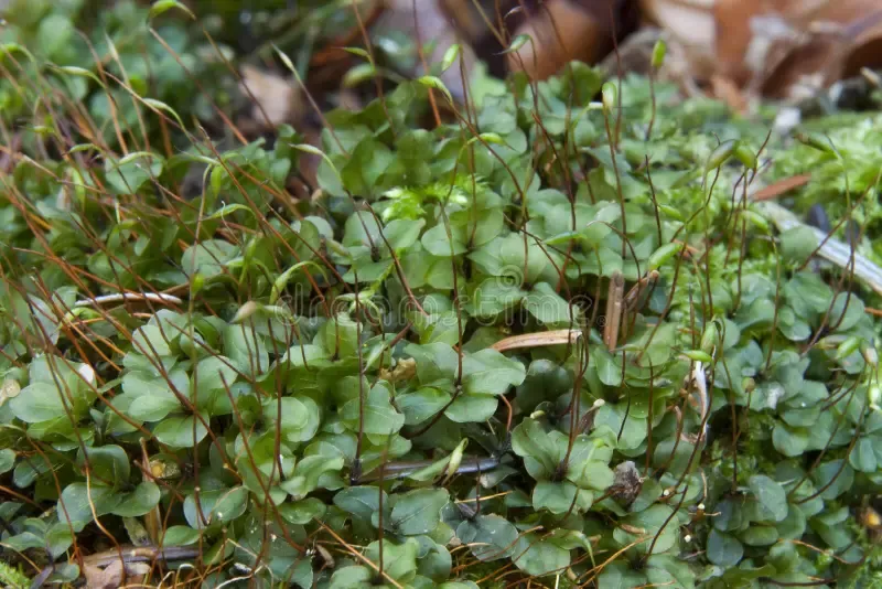 dotted-thyme-moss-rhizomnium-punctatum-dotted-thyme-moss-rhizomnium-punctatum-close-up-dotted-thyme-moss-sporophytes-267237802.jpg