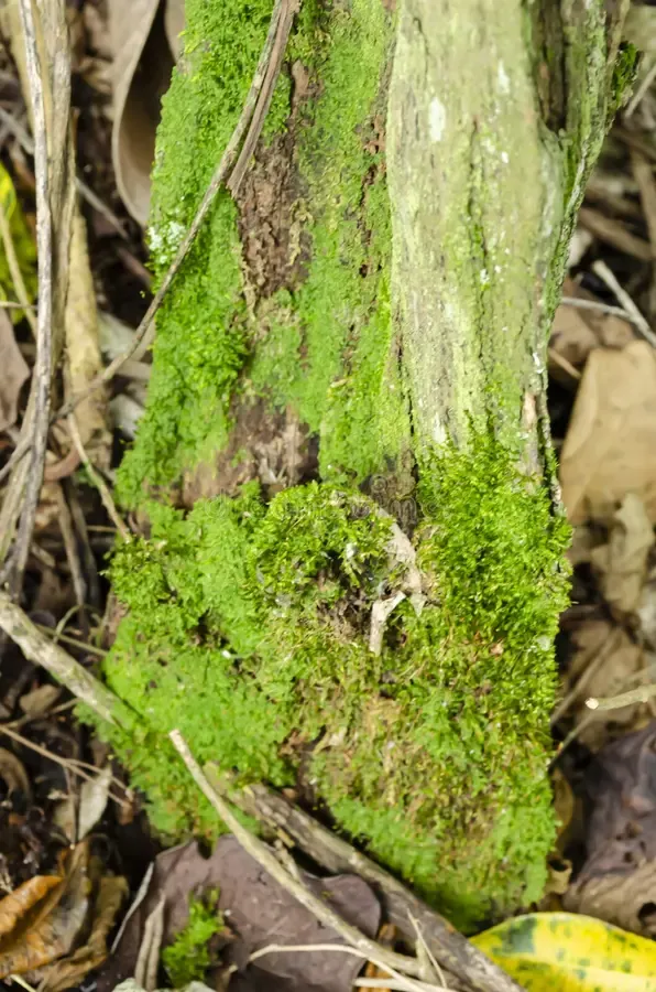 growing-post-planted-ground-covered-dry-leaves-sticks-covering-most-its-base-tiny-green-hypnum-curvifolium-197835379.jpg