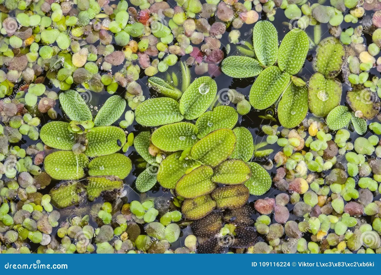 salvinia-natans-commonly-known-as-floating-fern-floating-watermoss-floating-moss-commercially-water-butterfly-wings-lemna-109116224.jpg