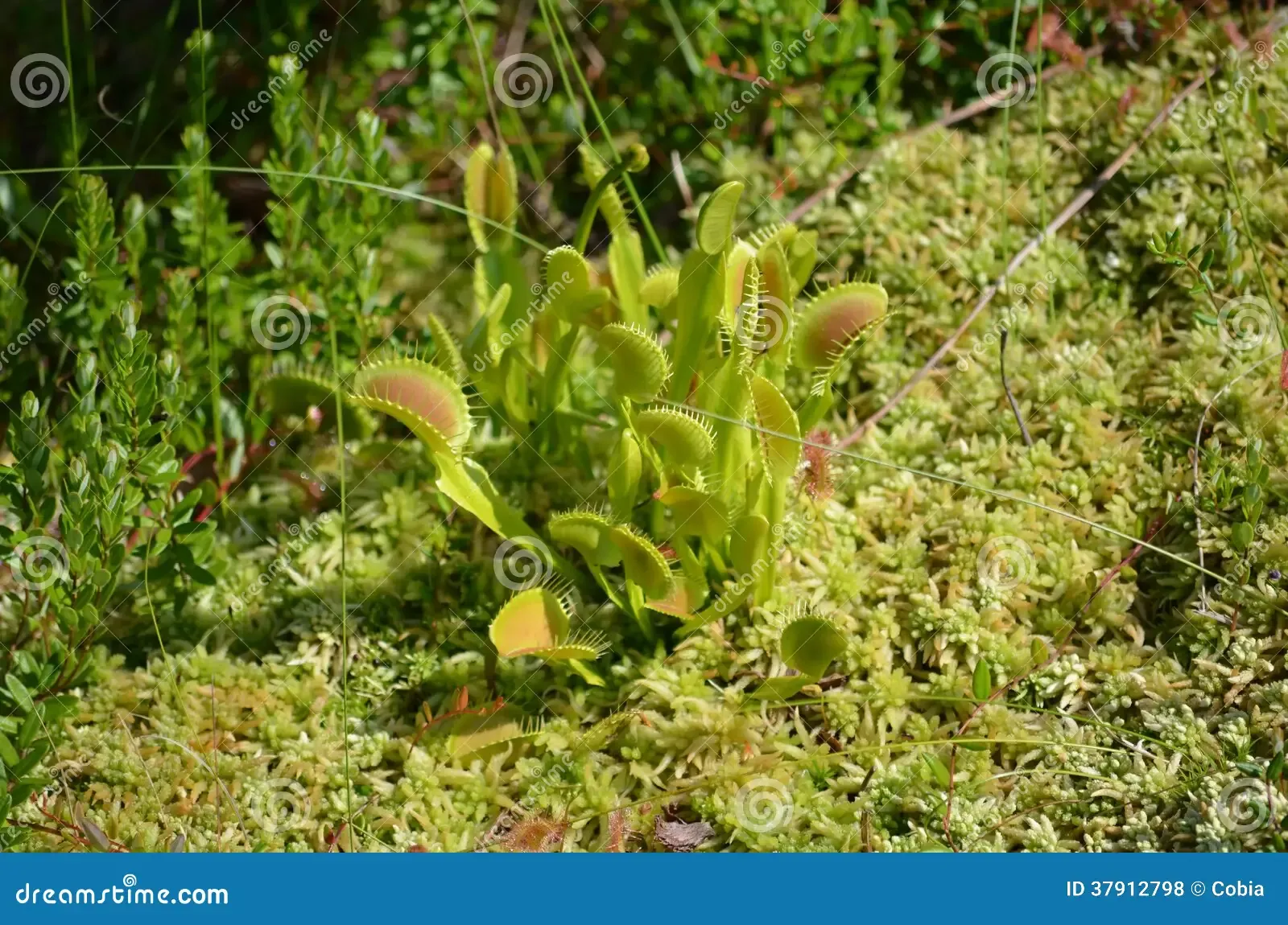 carnivorous-venus-fly-trap-dionaea-muscipula-specimen-growing-bed-peat-moss-sphagnum-spec-37912798.jpg