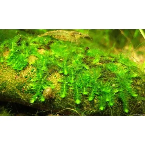 callicostella-prabaktiana-moss-aquarium-plant-500x500.jpg