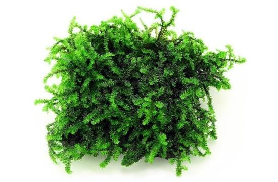 callicostella-sp-pancuraji-moss-5x5.jpg