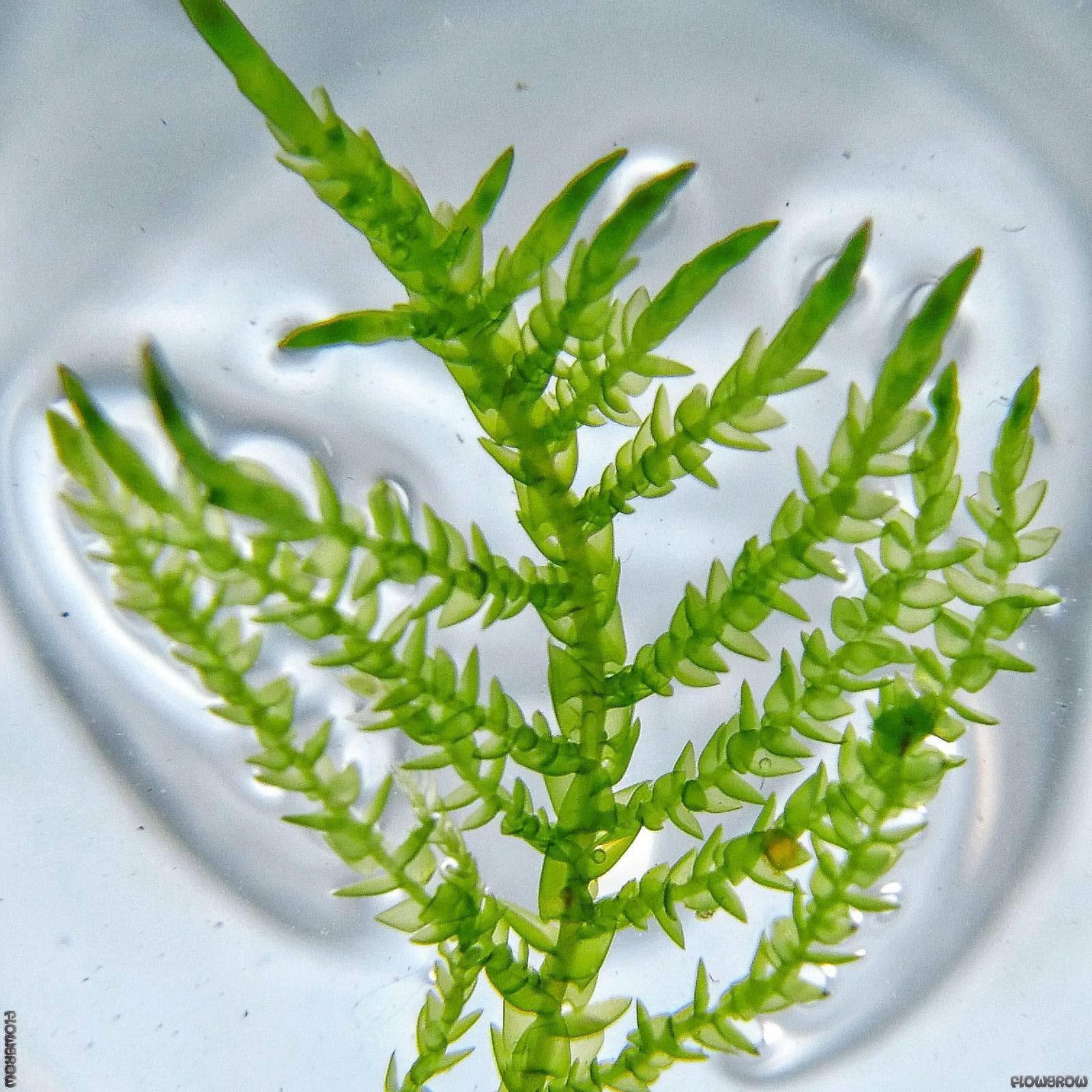 calliergonella-cuspidata-540b00cd182b3.jpg