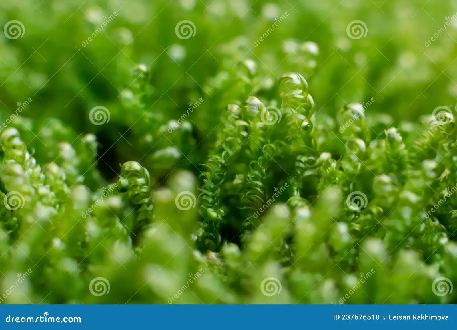 calliergonella-lindbergii-moss-ground-forest-macrophotography-small-lichen-237676518.jpg