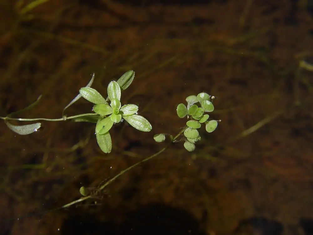 callitriche-heterophylla-le-dcameron-b.jpg