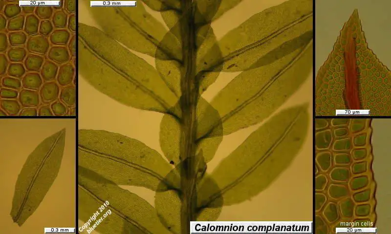 calomnion-complanatum.JPG