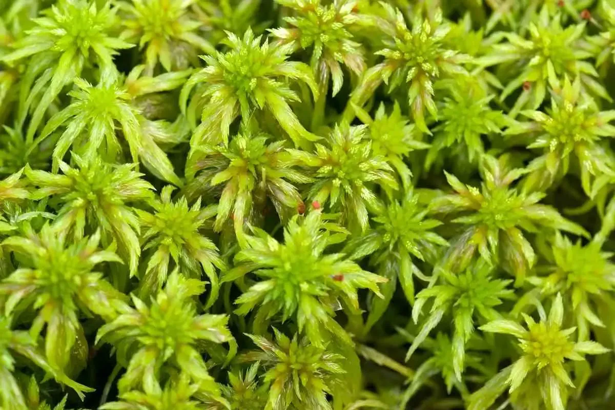 can_sphagnum_moss_grow_underwater.jpg