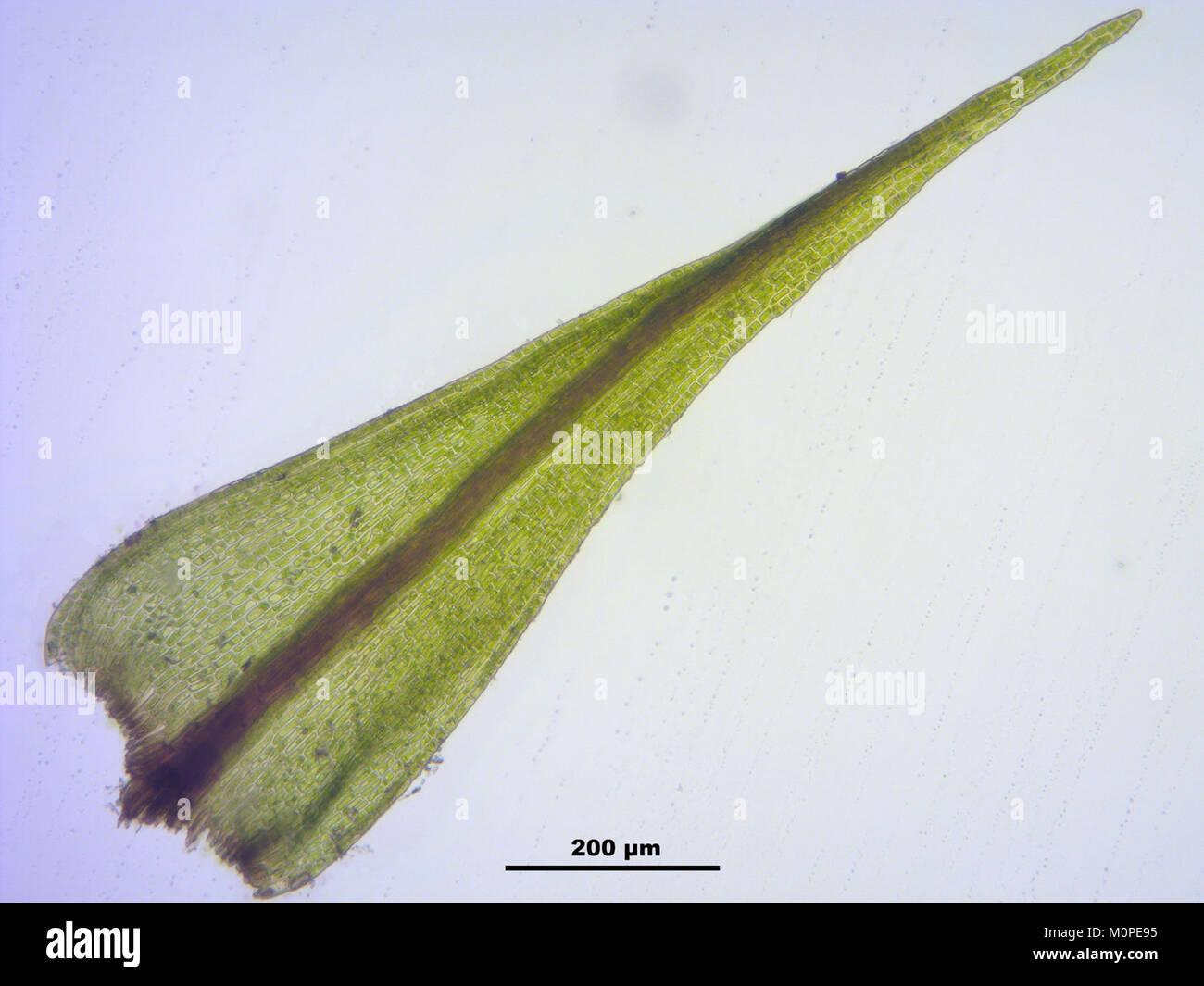 catoscopium-nigritum-a-145038-474545-7639-M0PE95.jpg