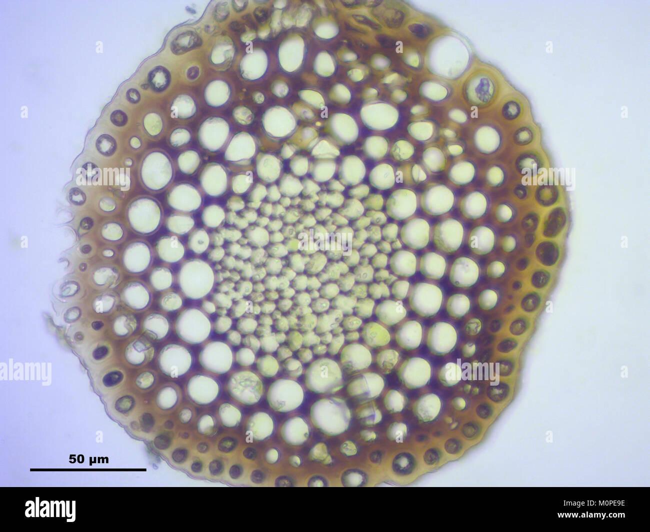 catoscopium-nigritum-a-145038-474545-7667-M0PE9E.jpg