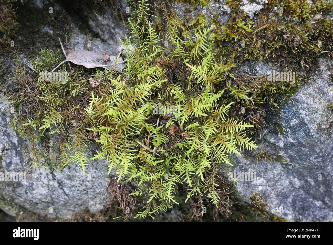 abietinella-abietina-also-known-as-thuidium-abietinum-a-pleurocarpuous-moss-from-finland-no-common-english-name-2NK47TF.jpg