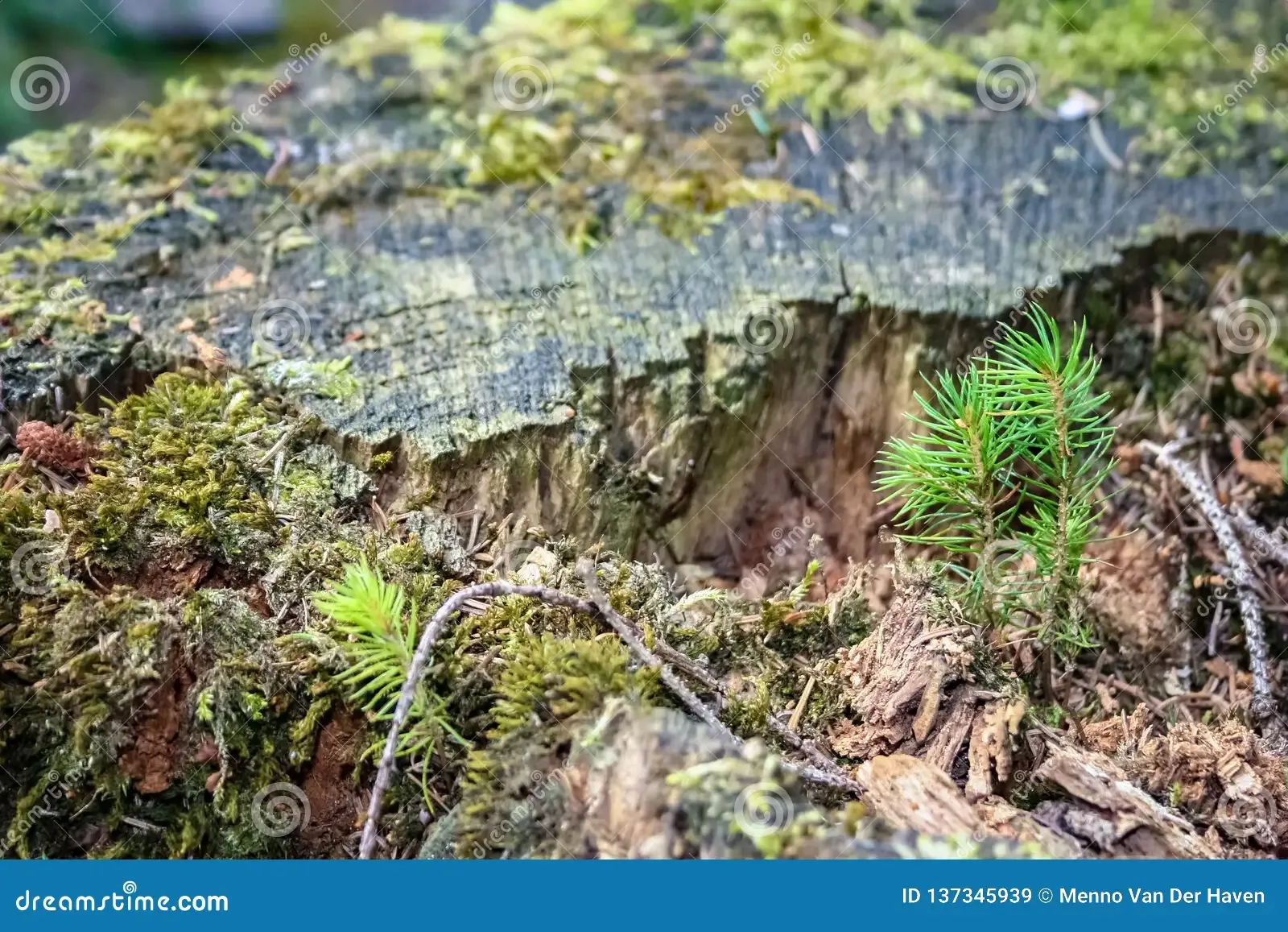 photographed-forest-sauerland-germany-summer-young-spruce-seedlings-moss-growing-dead-wood-137345939.jpg