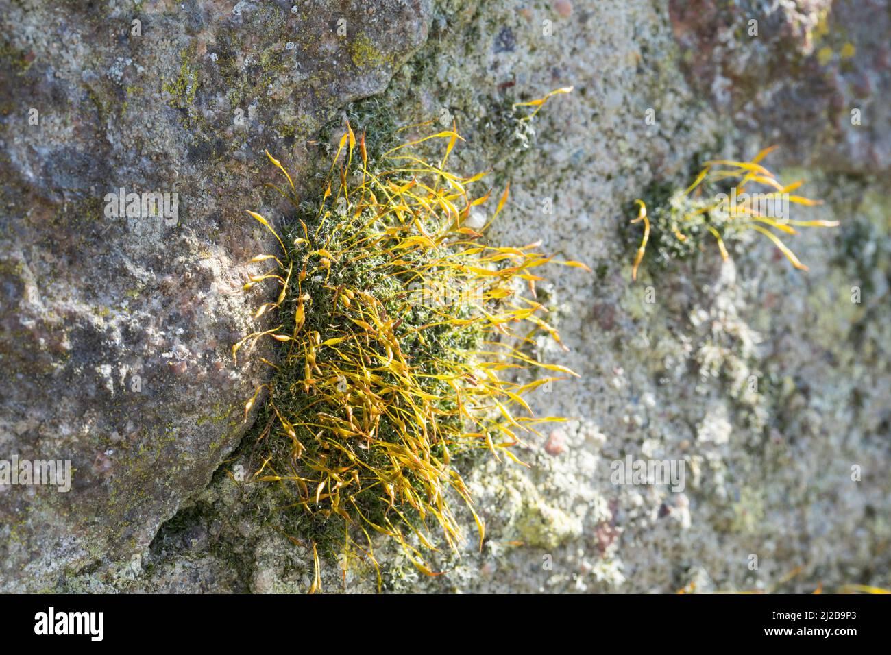 mauer-drehzahnmoos-in-den-fugen-einer-mauer-mauerdrehzahnmoos-drehzahnmoos-mauer-drehzahn-tortula-muralis-tortula-moss-wall-screw-moss-barbule-2J2B9P3.jpg