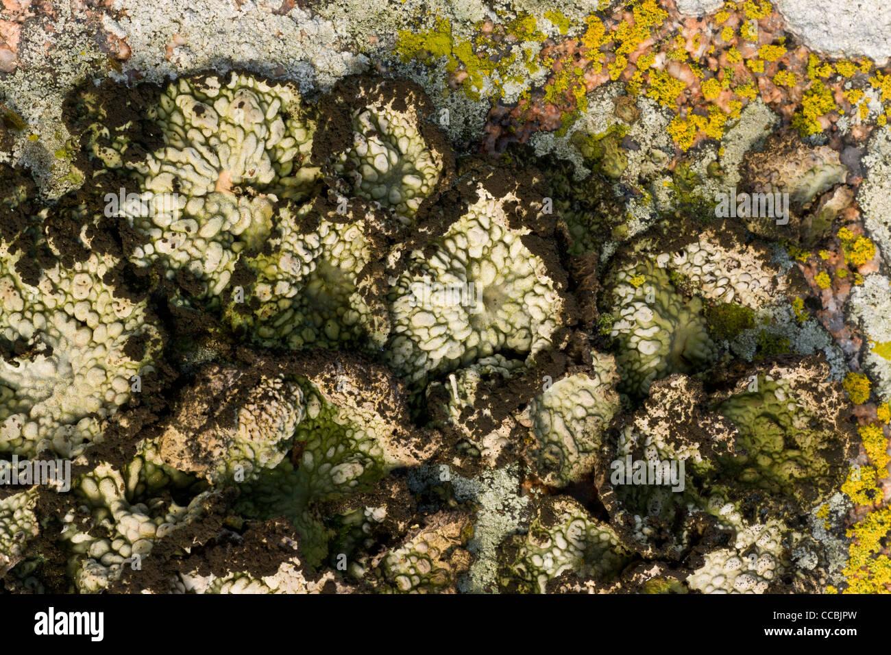 eine-flechte-lasallia-pustulata-=-umbilcaria-pustulata-wachsen-auf-granitfelsen-dartmoor-ccbjpw.jpg