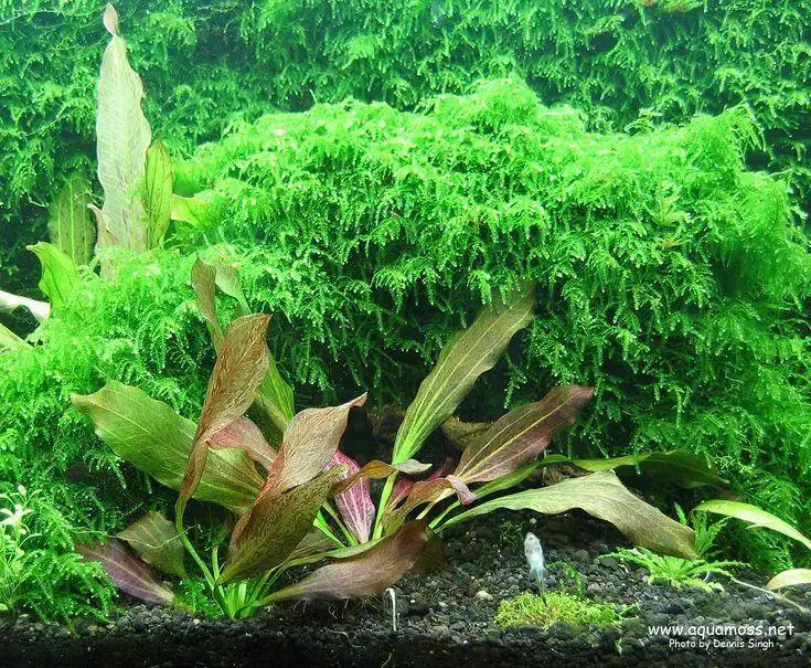 ce45631293020163d6aab0ca7e5328ad--planted-aquarium-aquatic-plants.jpg