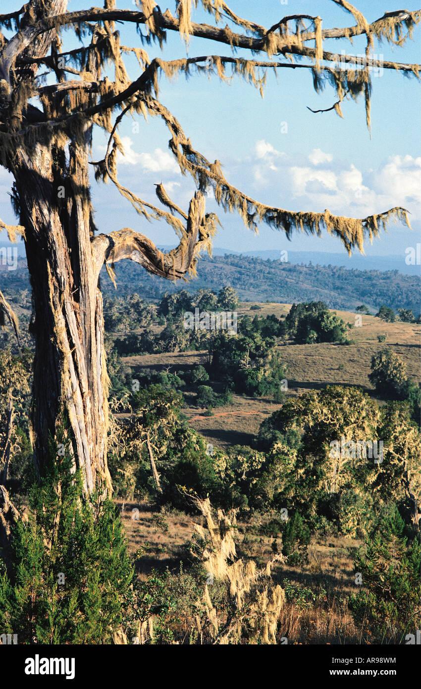 cedar-tree-juniperus-procera-with-spanish-moss-maralal-mountain-northern-AR98WM.jpg