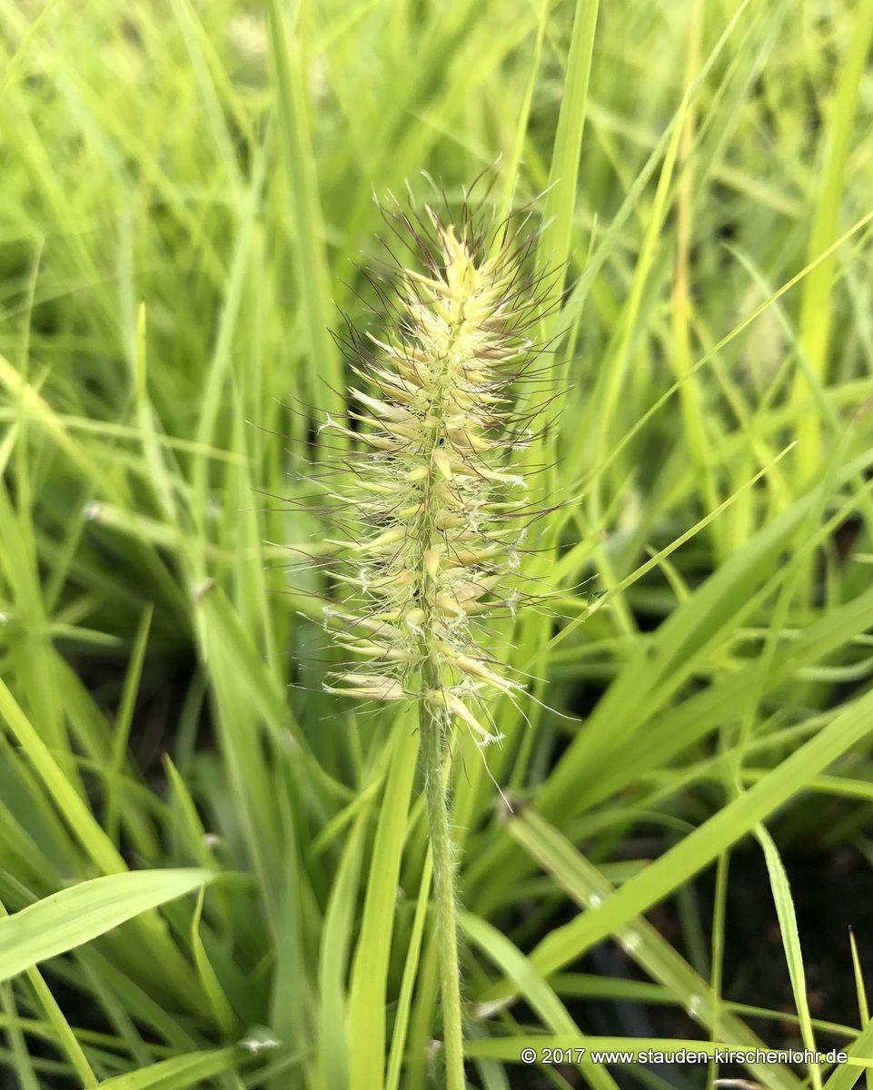 cenchrus-alopecuroides-js-jommenik-pennisetum_geztqnrthezda-961x1200.jpg