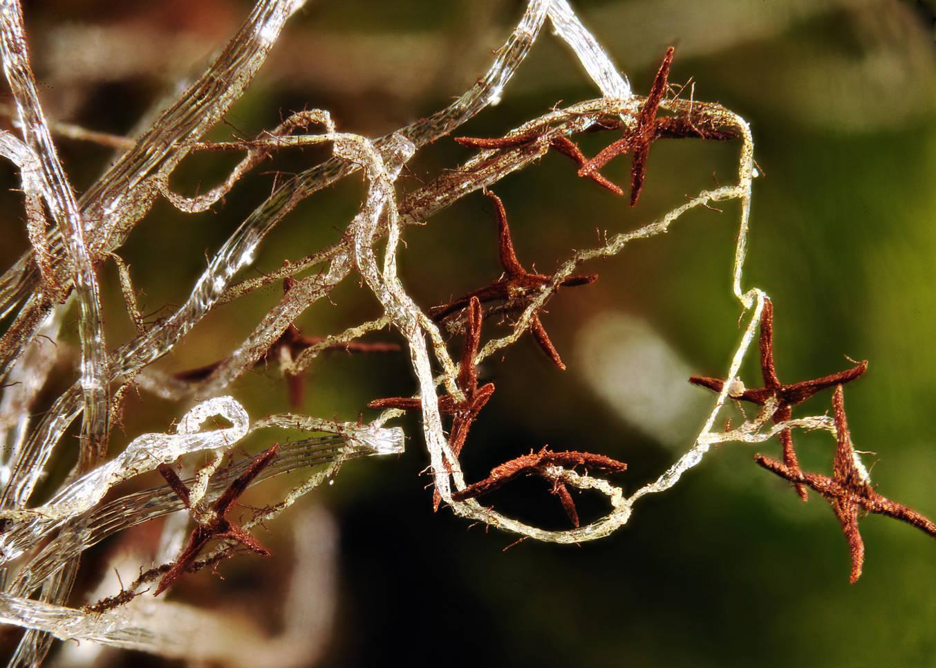 cephaloziella_obtusilobula.jpg