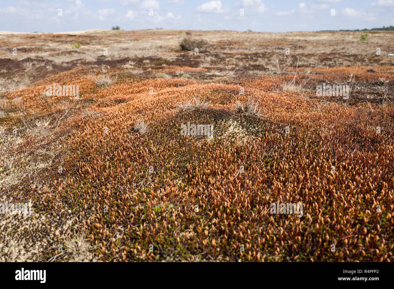 ceratodon-moss-in-the-national-park-hoge-veluwe-netherlands-R4PFP2.jpg