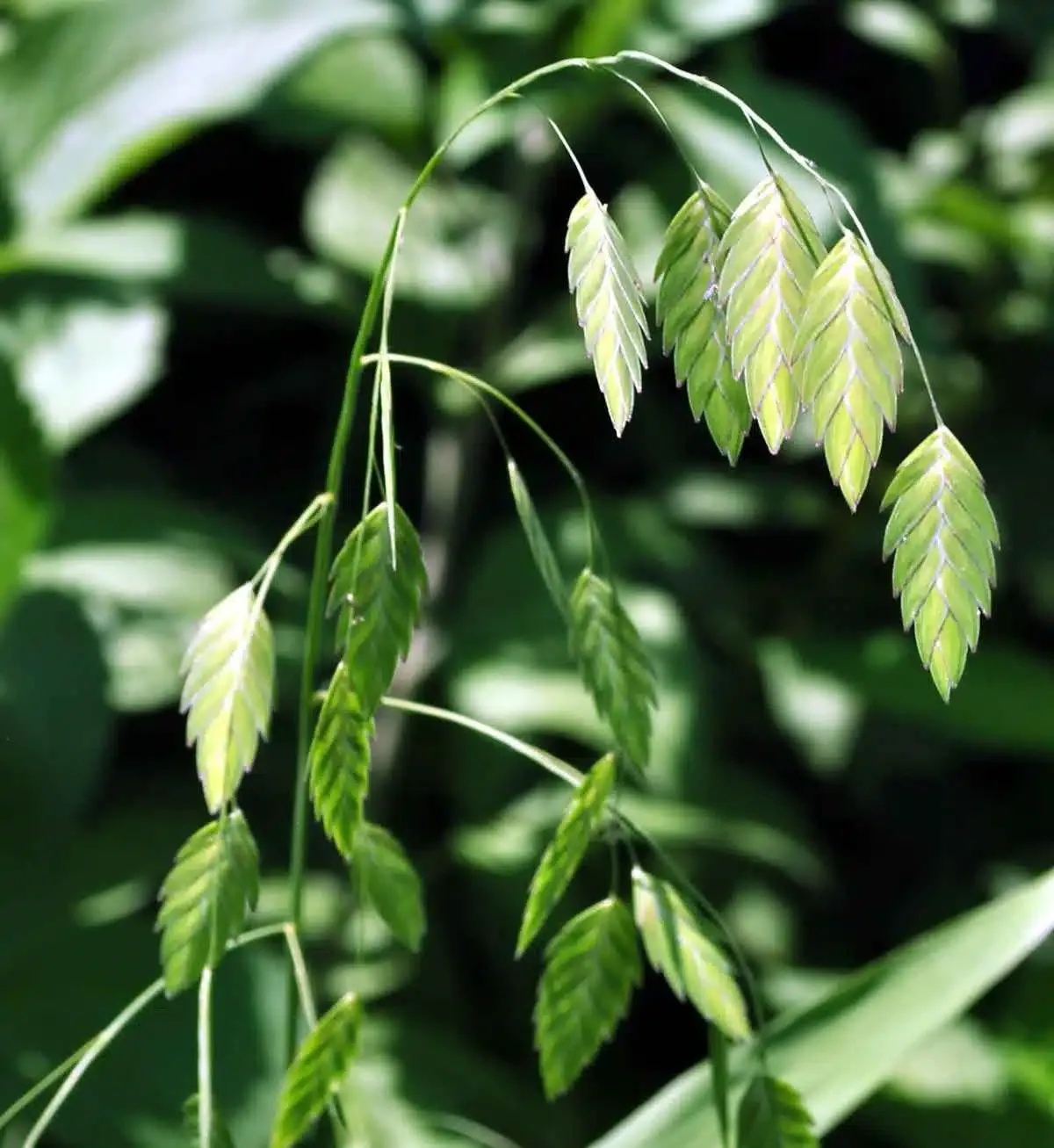 chasmanthium-oats-planting.jpg