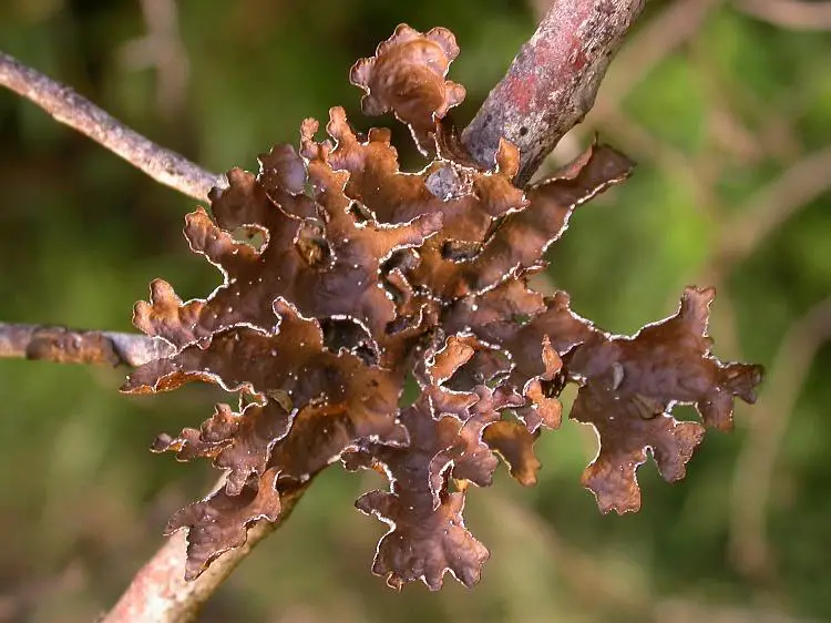 chile-4263-pseudocyphellaria-berteroana-van-herk.jpg