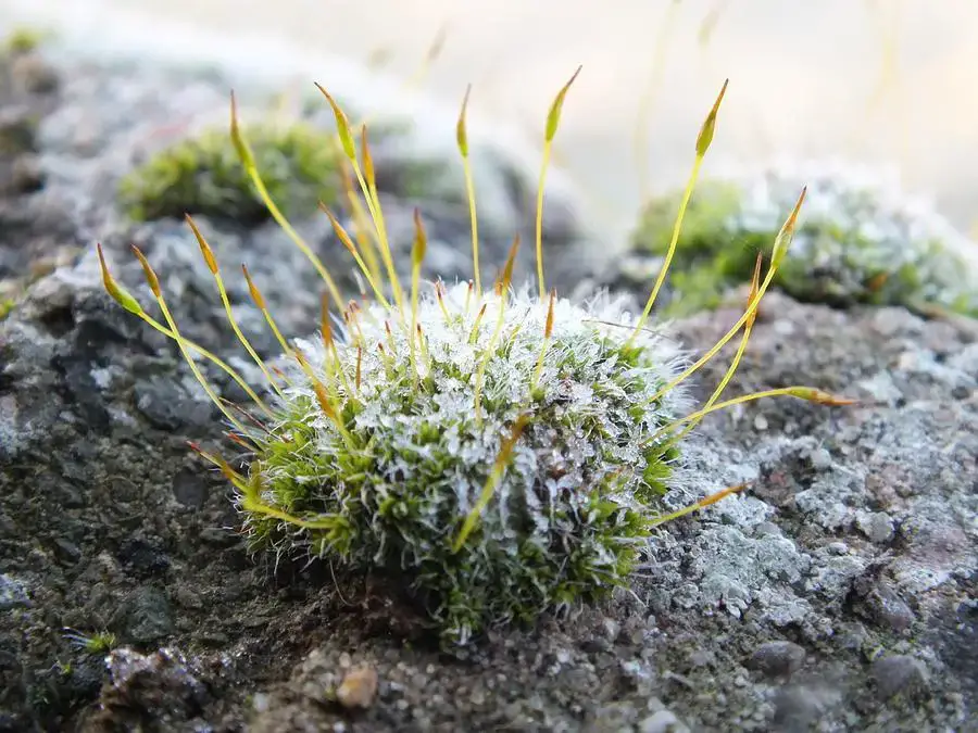 chilly-moss-lorainek-photographs.jpg