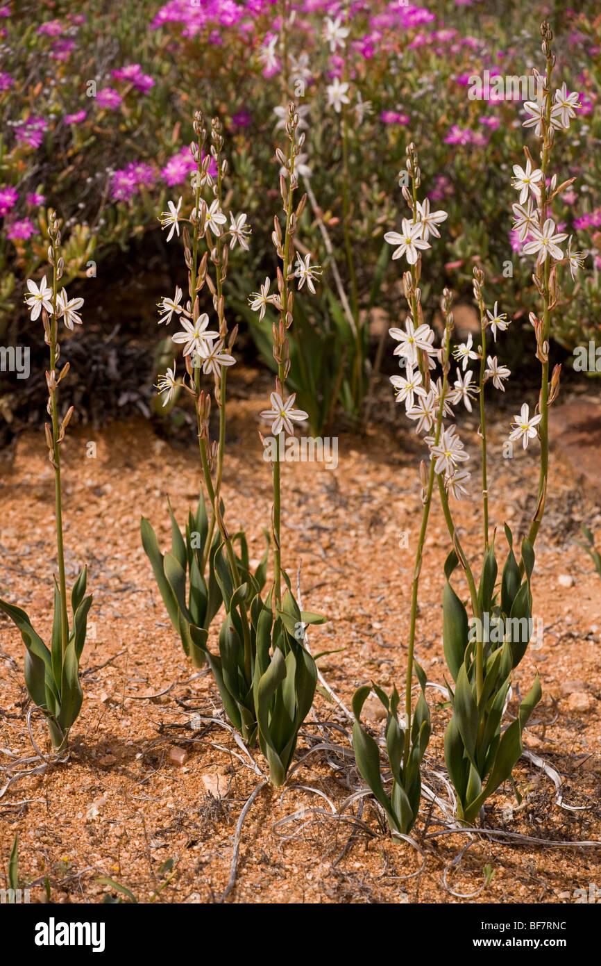 chlorophytum-crassinerve-south-africa-BF7RNC.jpg