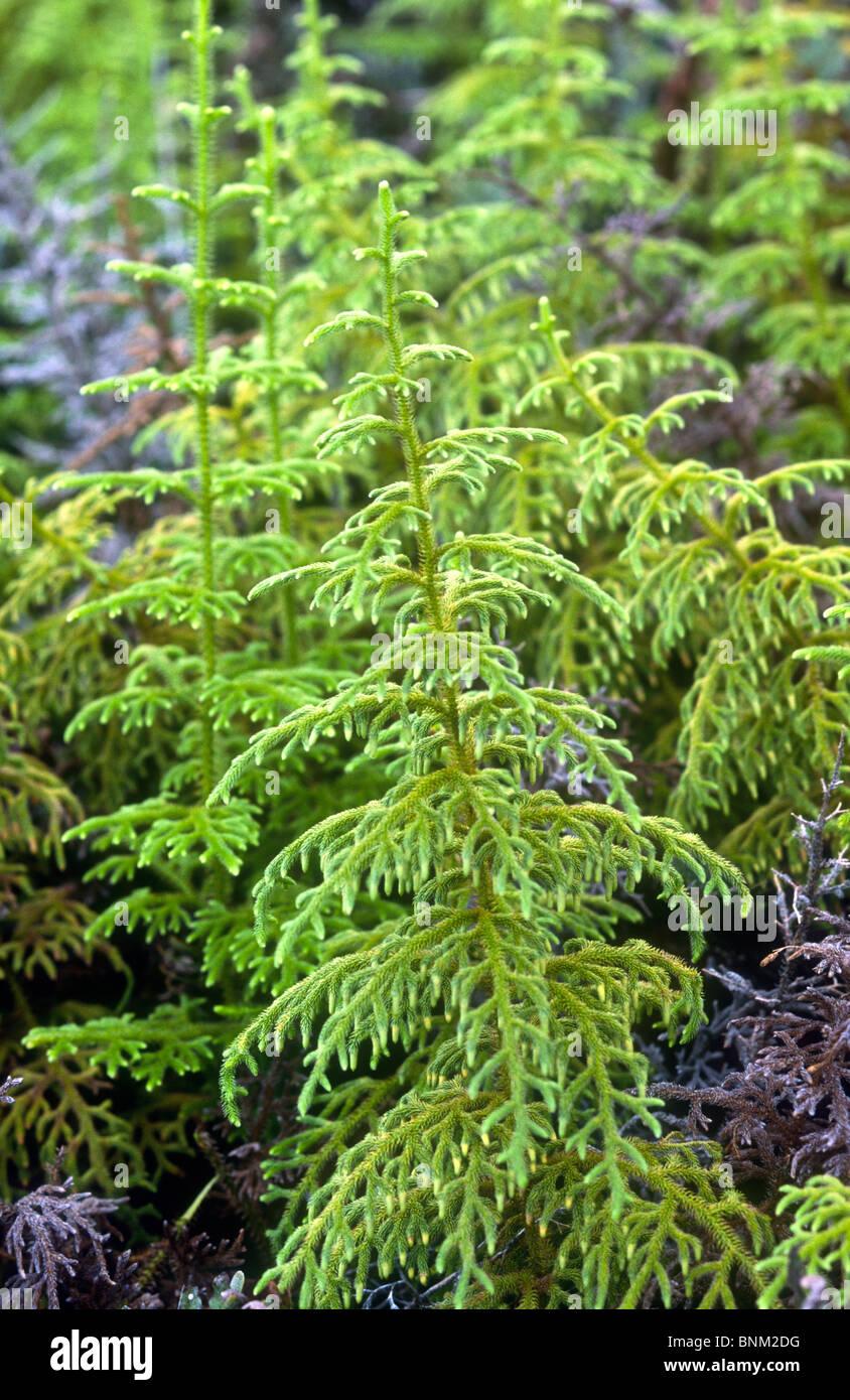 christmas-tree-moss-lycopodium-cernuum-santa-cruz-galapagos-BNM2DG.jpg